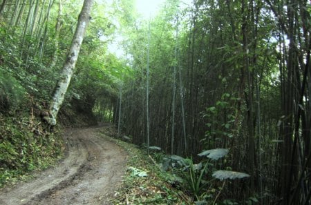 Bamboo forest - forest, bamboo, mountain trails, mountain climbing