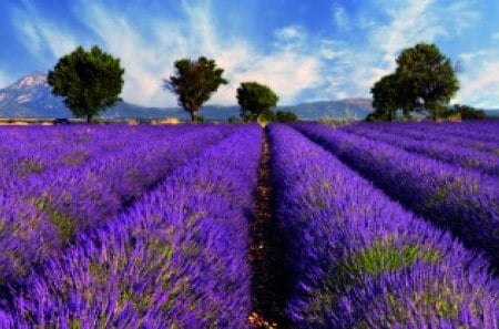 Fragrant lavender field - nice, sky, trees, summer, field, smell, meadow, lovely, nature, fragrant, pretty, clouds, beautiful, rows, lavender, harmony