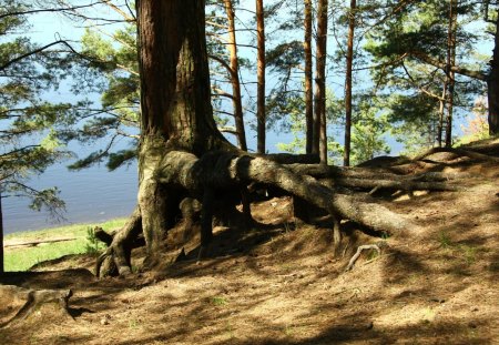 Old Tree Trunk - trunk, hillside, tree, old