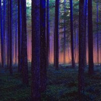 TWILIGHT FOREST