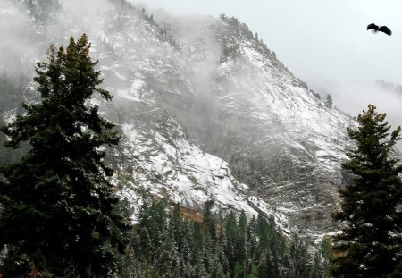 First Frosting of Snow - bird, winter, fog, foggy, snow, soar, misty, fall, eagle, autumn, mist, 3d, mountains, sky