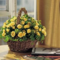 basket of yellow roses