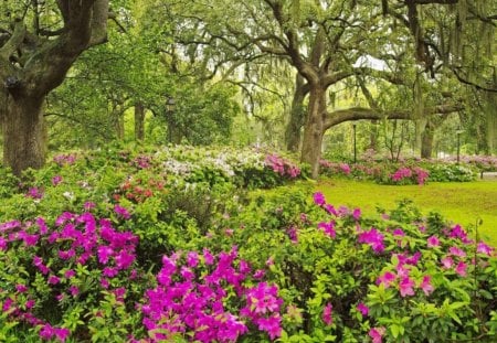 a lovely spring day - flowers, trees, nature, grass