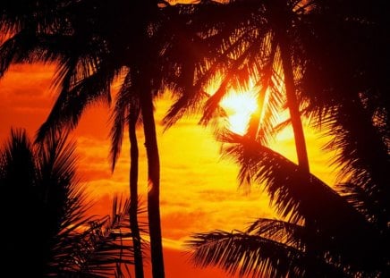 nice sunset between palm trees - trees, nature, sun, clouds