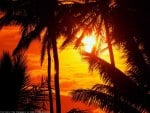 nice sunset between palm trees