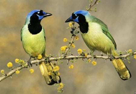 TWO JAYS - twigs, trees, branches, blossoms, birds, beauty, jays, companions, feathers, wildlife