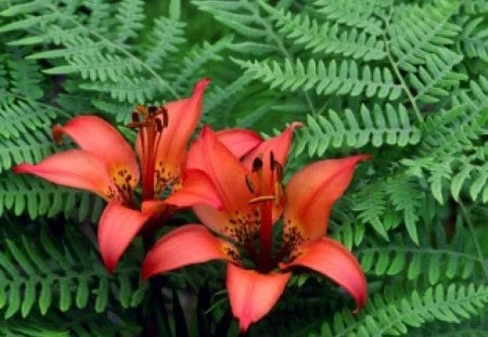 IN A BED OF FERNS - lilies, reds, gardens, shrubs, flowers, nature, ferns, plants, foliage