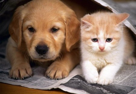 ARE WE IN THE DOG BOX? - pets, friendship, puppies, behaviour, kittens, dogs, retrievers, cats, friends