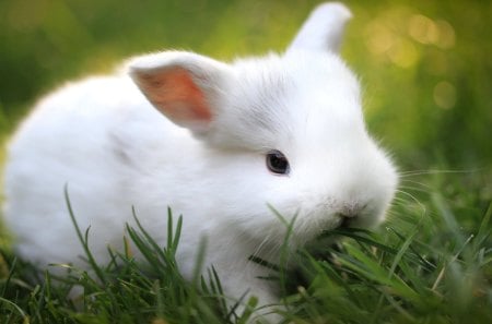 cute - fur, rabbit, rodent, white, cute, grass, meadow, bunny