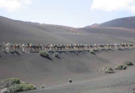 Sand... - nature, deserts, sand, animals