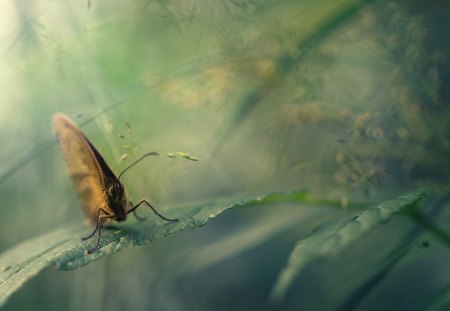 Out There Somewhere - bokeh, soft, leaf, nature, butterfly, macro, leaves, grass, butterflies