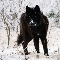 Black Wolf in Snow