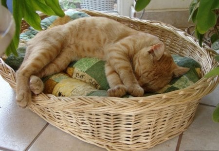 SUNDAY AFTERNOON - sleep, porch, cats, animals, verandah, pets, basket