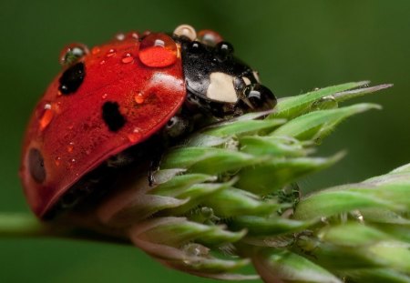 LADY IN THE RAIN - flowers, insects, red, bugs, ladybirds, droplets, beetles