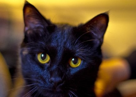 SpookyBoo - cat, animals, black cat, pet