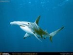 a hammerhead shark