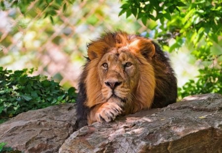 King at rest - male, trees, lion, cat, king, power, rocks, hunter, strength