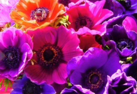 Poppies in the sun - purple, sunlight, pink, red, poppies