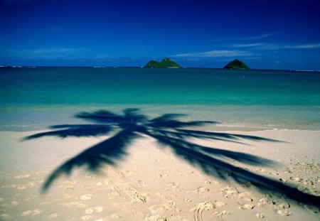 Paradise - nature, beach, ocean, palm