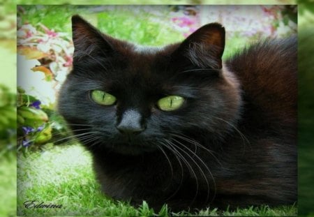 Pretty Green Eyes - black, shot, nature, green, eyes, outdoor, cat, kitty