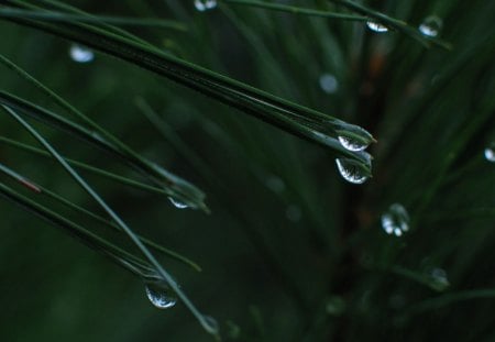 Crystal Raindrops - nature, grass, drops, rain