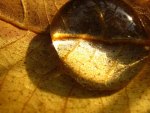 Water Droplet on Leaf