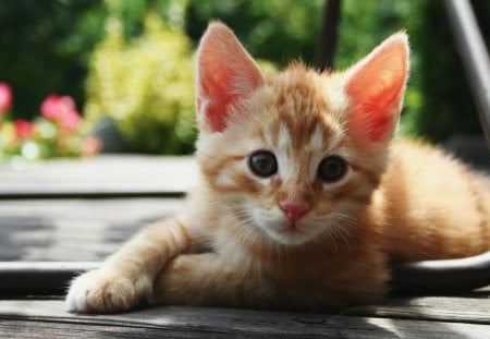 Sweet Ginger Kitty - playful, animals, kitten, ginger