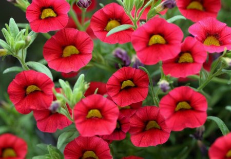 Red Calibrochoa Flowers - flowers, lovely, red, calibochoa