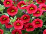 Red Calibrochoa Flowers