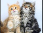 nice ginger & gray kittens