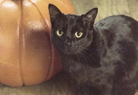 Halloween cat - cat, halloween, black, pumpkin