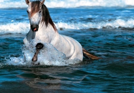 white horse - animals, wp, water, wallpaper, horses, white, oceans, horse, new