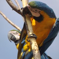 Blue and Gold Macaw