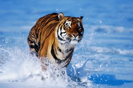 Tiger In Water - water, cats, sea, cool, tiger