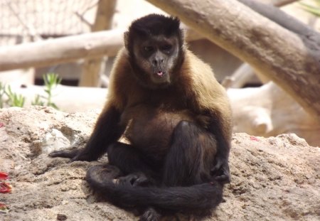 Naughty Capuchin - primate, monkey, naughty primate, capuchin