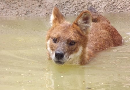 Swimming Dhole - dhole, asiatic wild dog, dhole swimming, asiatic wild dog swimming