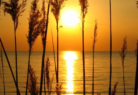 A Perfect Sunset - nature, sky, trees, yellow, reflection, water, golden, sunset