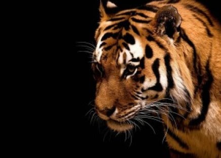 big tiger - animals, tiger, black, beauty