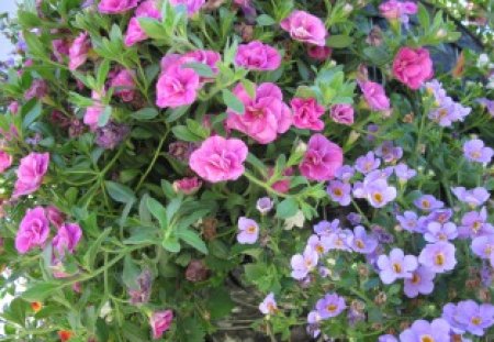 flowers on a sunny day - flowers, blue, green, Photography, pink