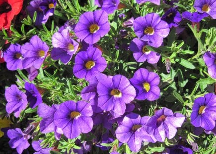 flowers on a sunny day 02 - purple, red, photography, green, petunias, flowers