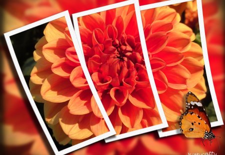 â™¥       âœ½   âœ½   ORANGE DAHLIA   âœ½   âœ½      â™¥ - summer, garden, flower, orange flower, flowers, dahlia, orange flowers