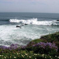 Laguna Beach Seashore