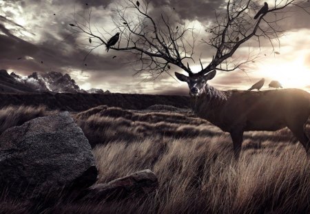 photography - stone, deer, crows, animals