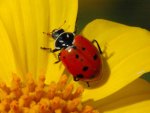 Ladybug on Flower