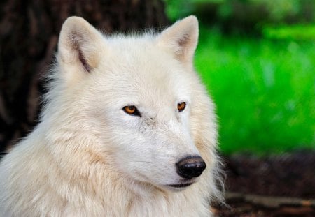 Portrait of the Wolf - white, wolf, predator, arctic