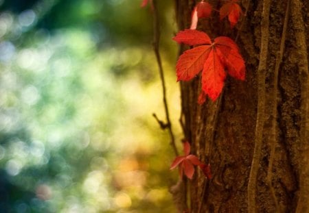 Macro Leaf - leaf, tree, macro, wood