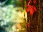 Macro Leaf