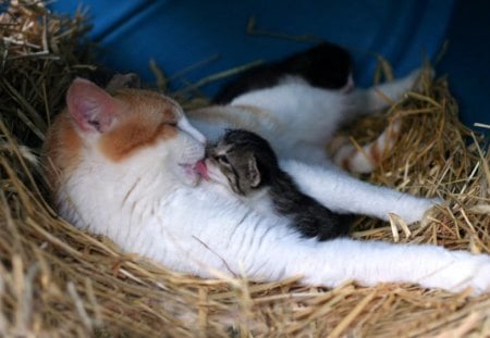 shows some emotion - kittens, love, mother cat, happy