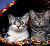 Cats in a Basket