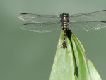 Green Dragonfly